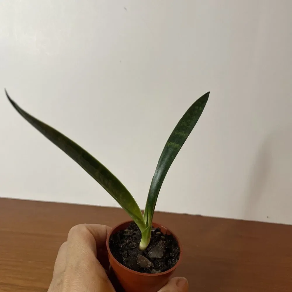 Snake Plant Sansevieria Fernwood Mikado Live Plant Houseplant easy care 6”
